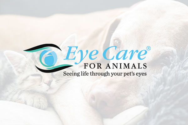 eye-specialist-veterinarian