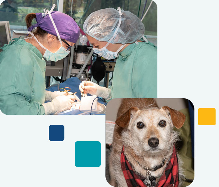 about-chesapeake-veterinary-surgical-specialists-maryland