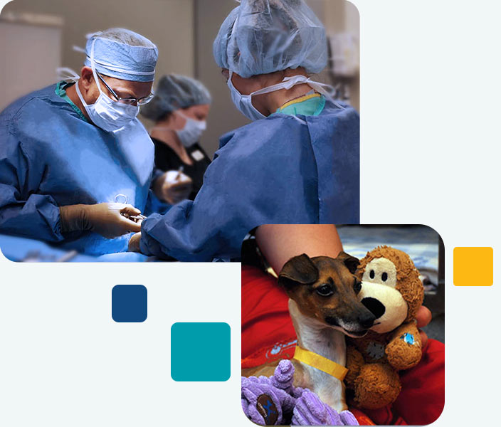 Thoracic Surgery Chesapeake Veterinary Surgical Specialists