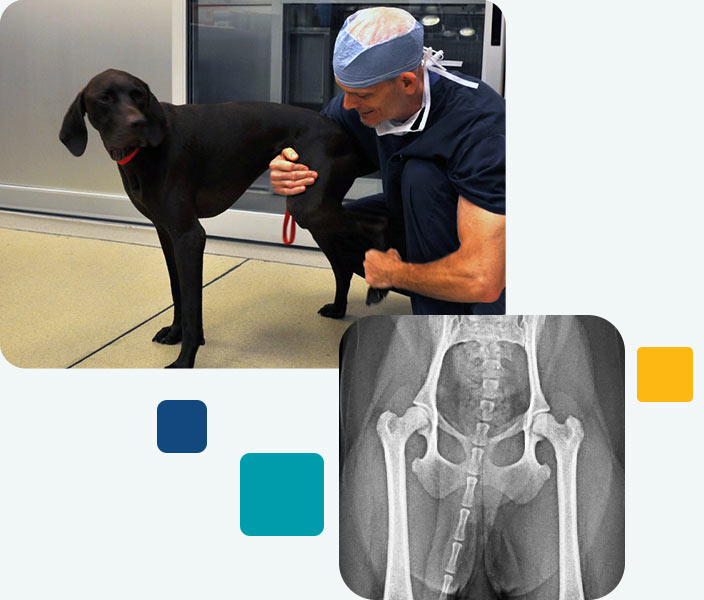 hip-dysplasia-annapolis-towson-columbia-md